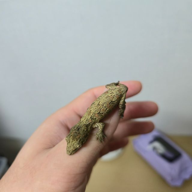 누아나 누아미