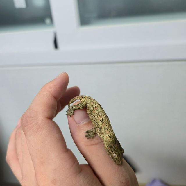 누아나 누아미