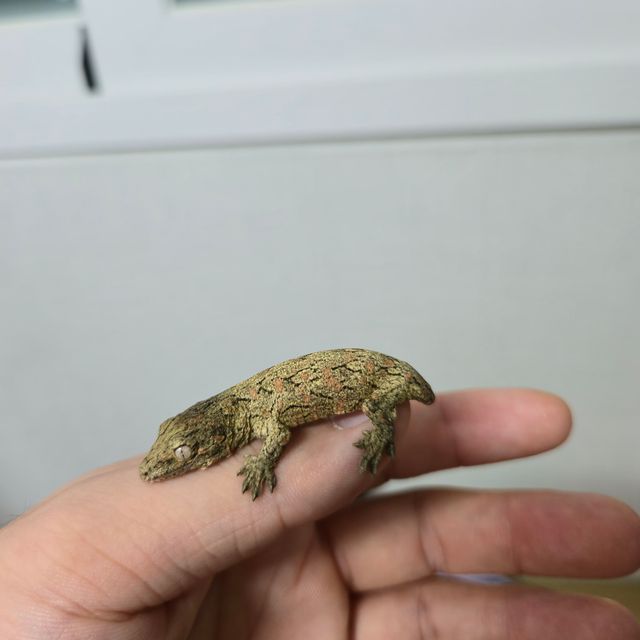 누아나 누아미