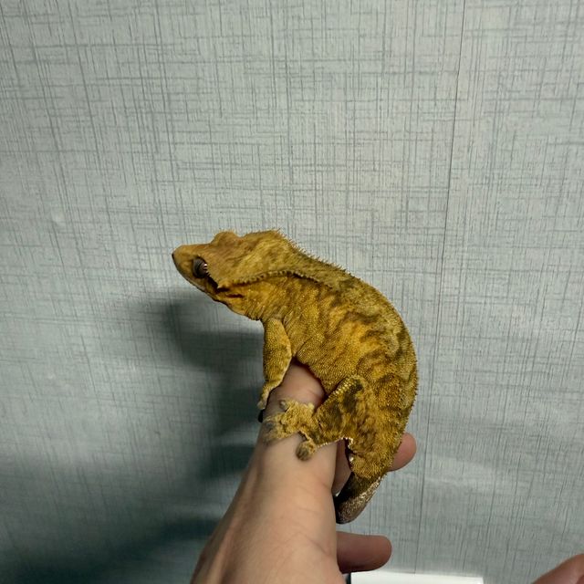 100%헷아잔틱