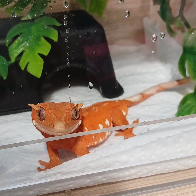 레드 바이 화이트스팟 화이트포트홀