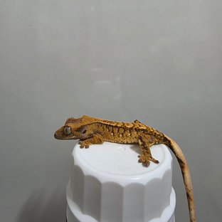 텐저린 트라이 익스트림할리퀸