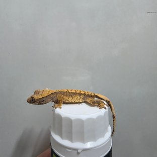 텐저린 트라이 익스트림할리퀸