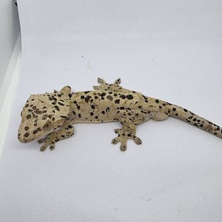 브라보