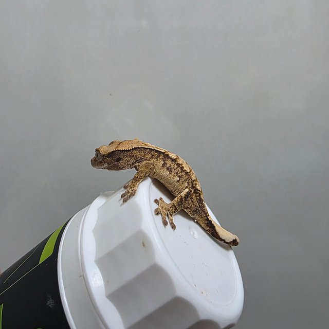 텐저린 트라이 익스트림할리퀸