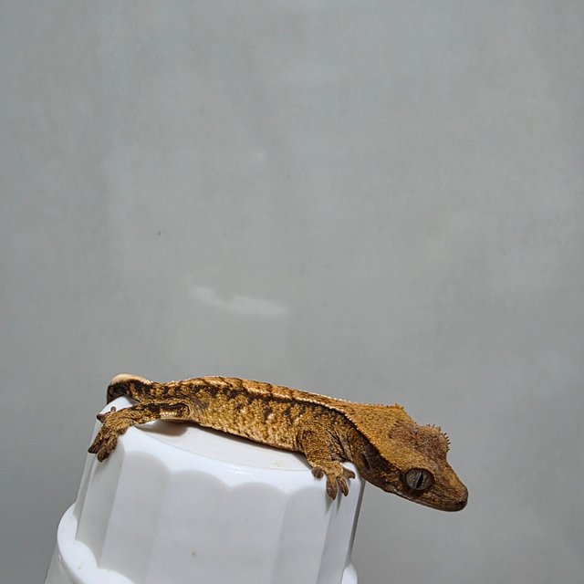 텐저린 트라이 익스트림할리퀸