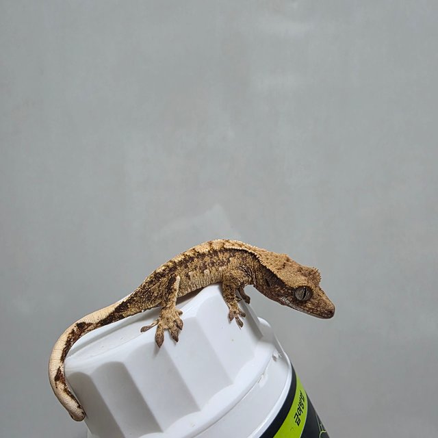 텐저린 트라이 익스트림할리퀸