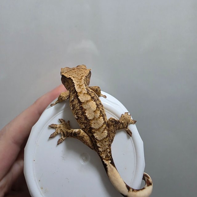 텐저린 트라이 익스트림할리퀸