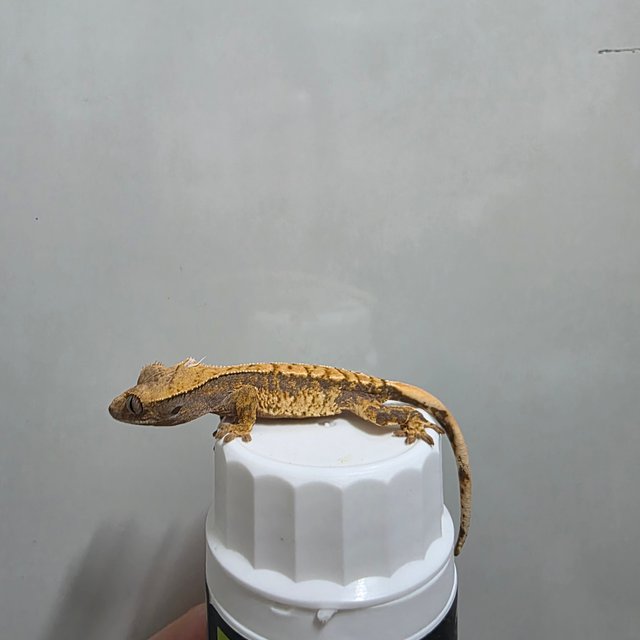 텐저린 트라이 익스트림할리퀸