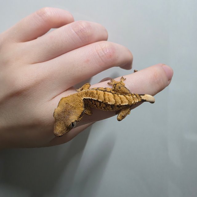 텐저린 트라이 익스트림할리퀸