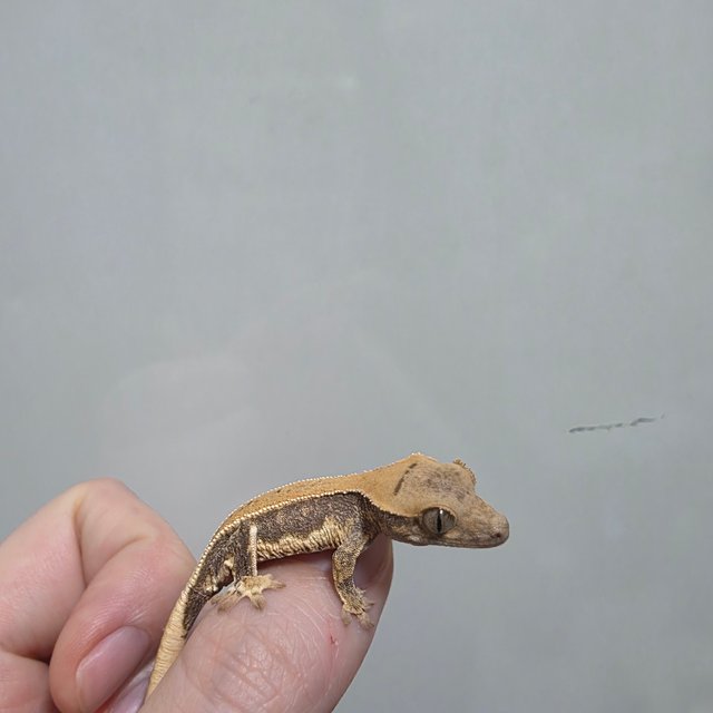 솔리드백 릴리화이트