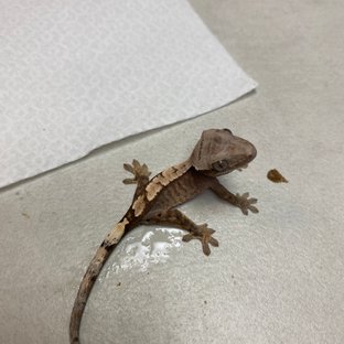 세이블 100%헷아잔틱