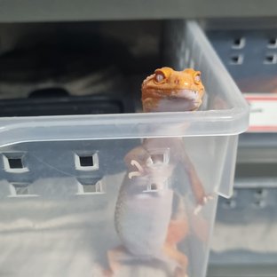 레드 데빌