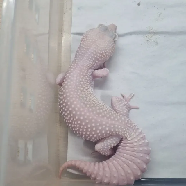 디아블로블랑코