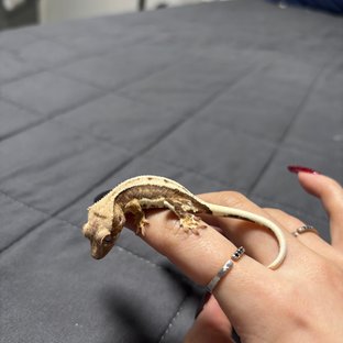 릴리100%헷아잔틱