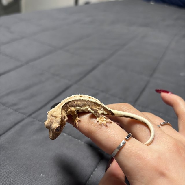 릴리100%헷아잔틱