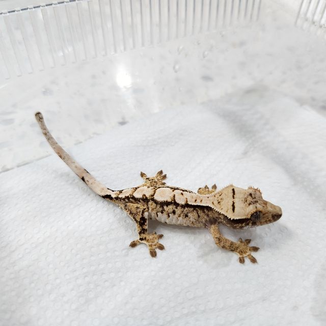 트라이