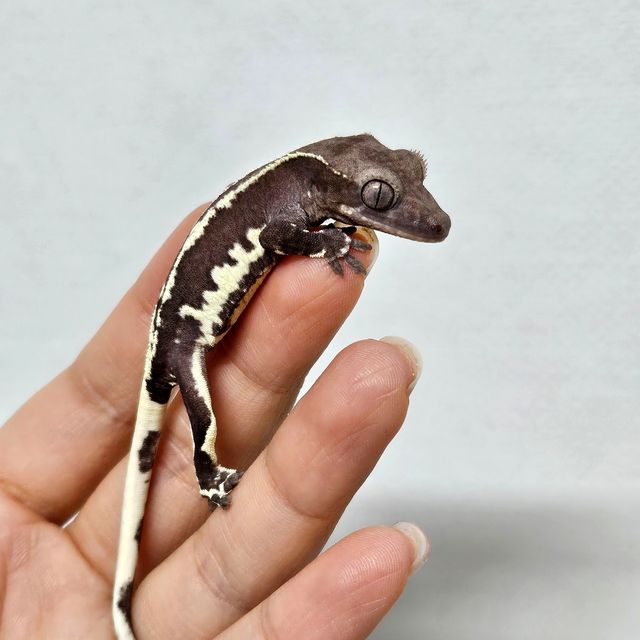 릴잔틱 아잔틱 알티
