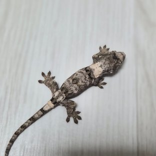 화이트카라 파인아일랜드