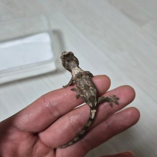 파인아일랜드 화이트카라