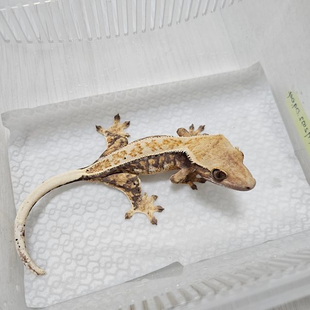 트라이 핀스트라이프