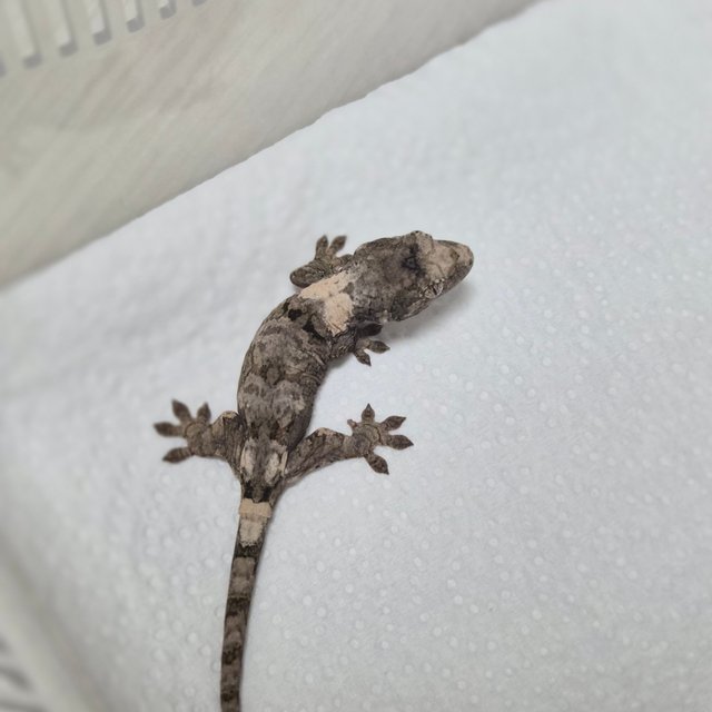 화이트카라 파인아일랜드