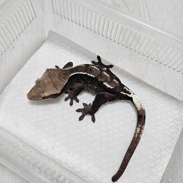 아잔틱