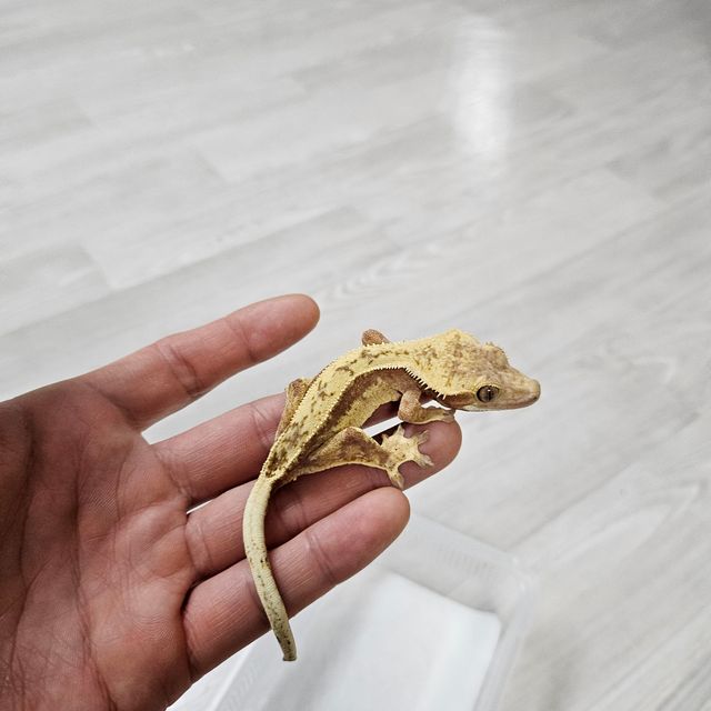 핀스트라이프 레드