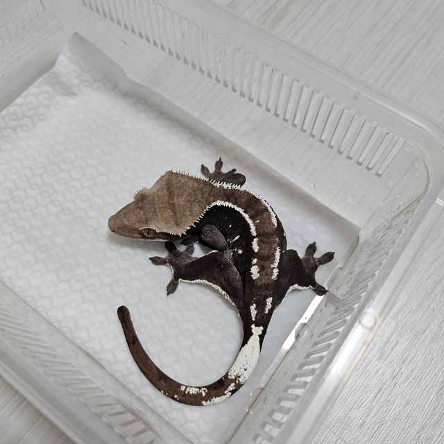 아잔틱