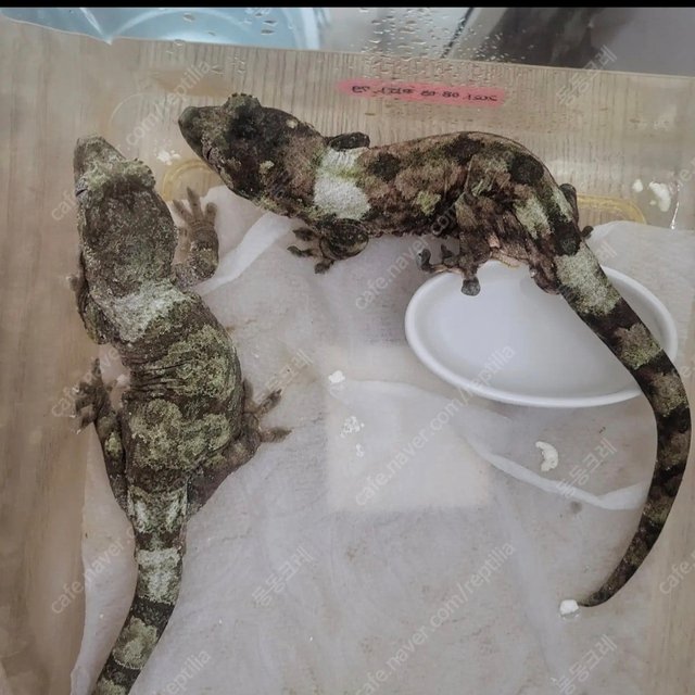 파인아일랜드 화이트카라