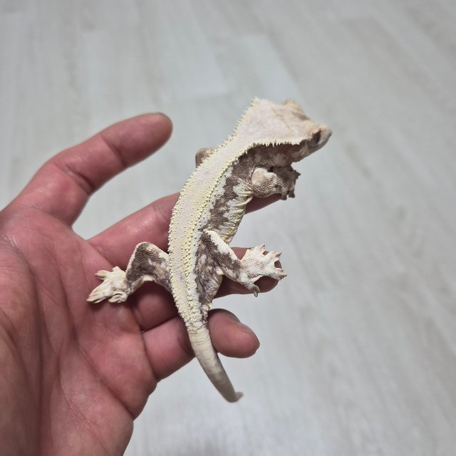 릴리화이트 솔리드백