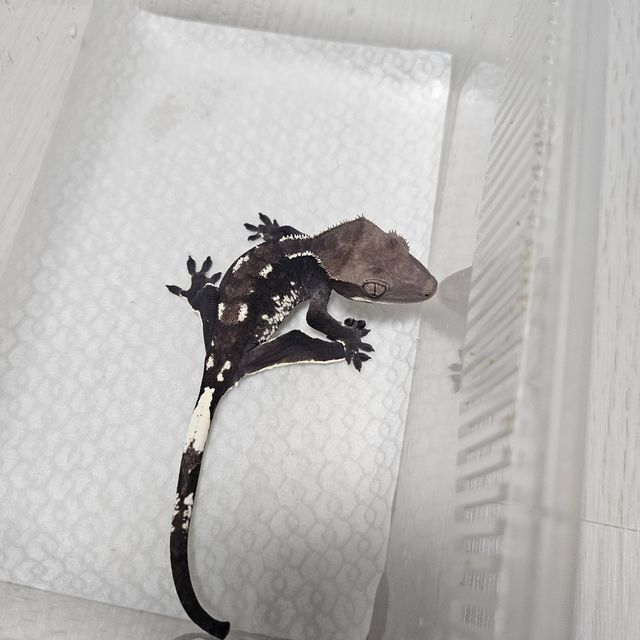 아잔틱