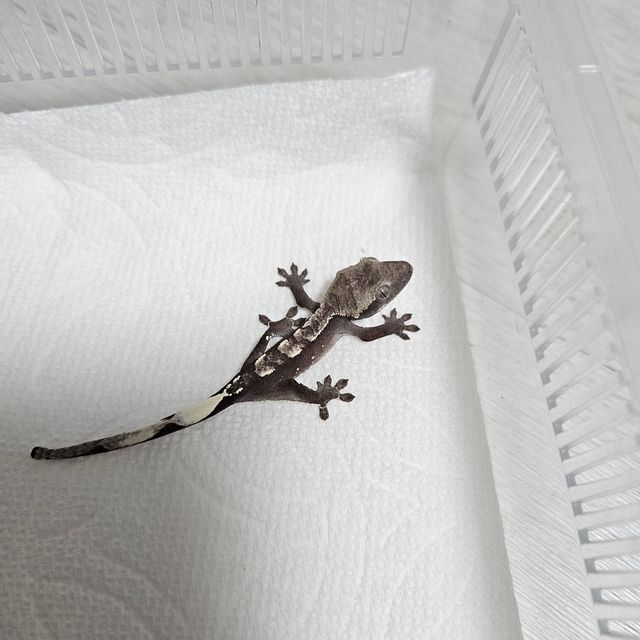 아잔틱