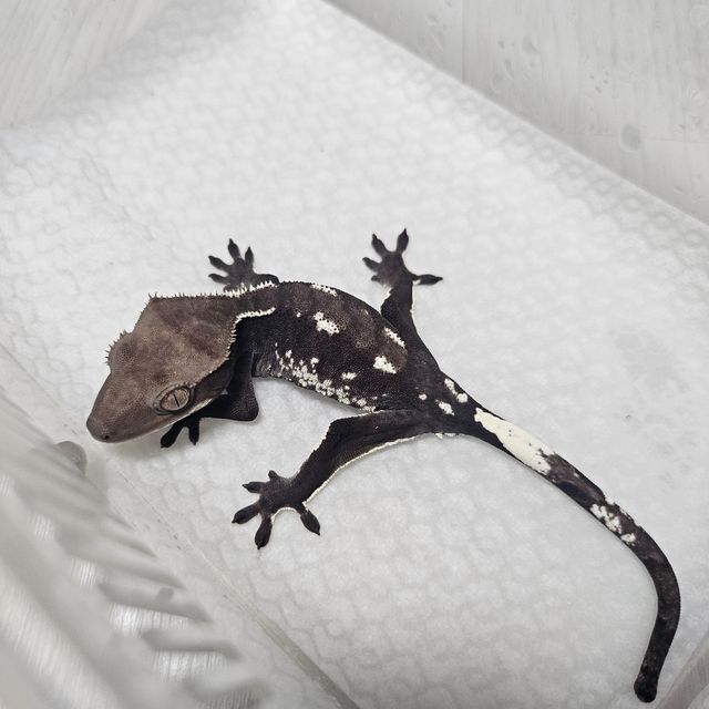 아잔틱