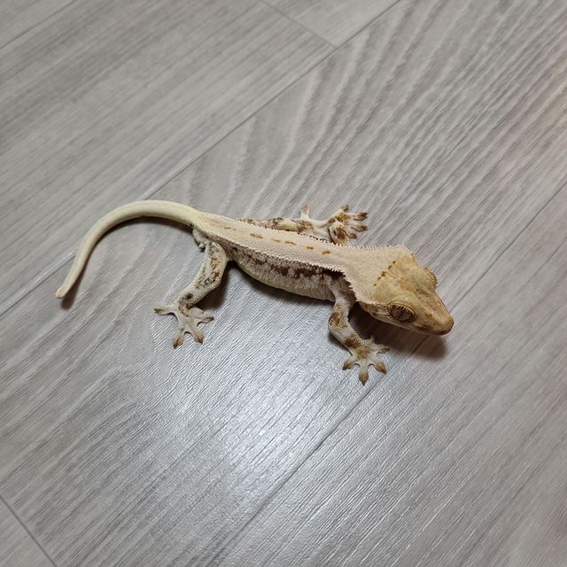 릴리화이트