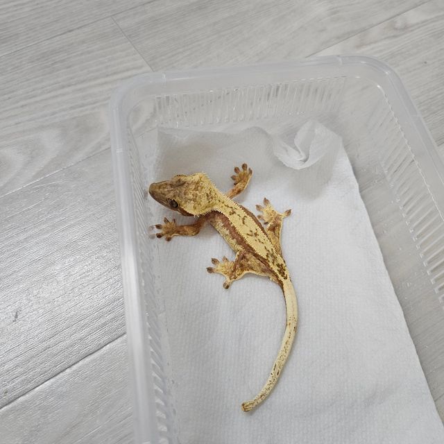 핀스트라이프 레드