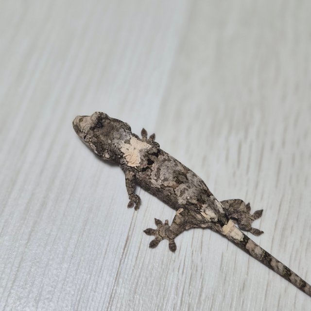 화이트카라 파인아일랜드