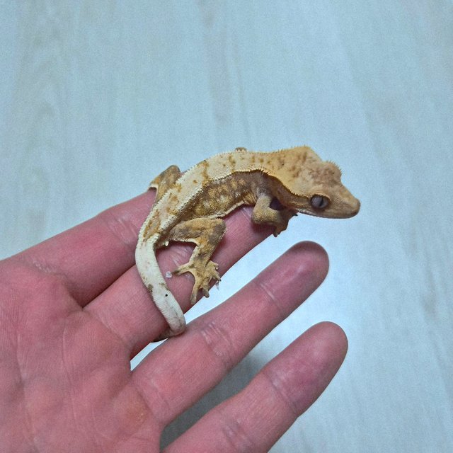 핀스트라이프