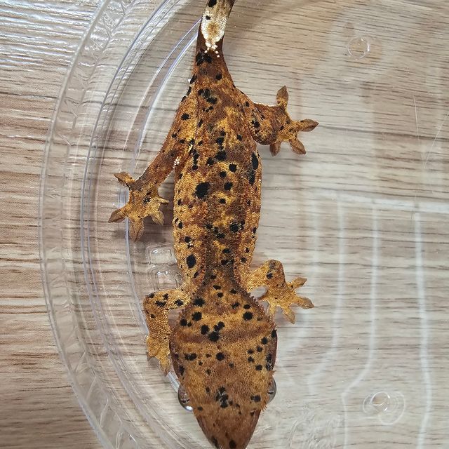 슈퍼달마시안