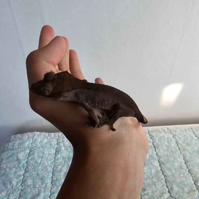 챠콜 알티