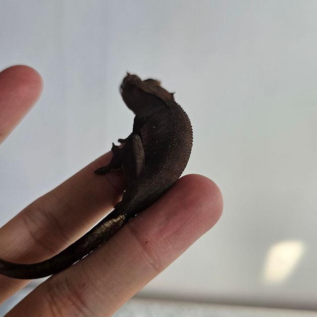 챠콜 알티