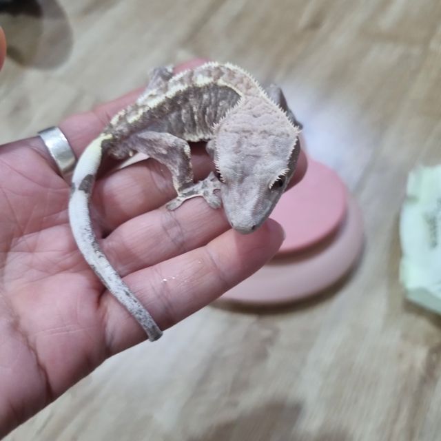 카푸치노