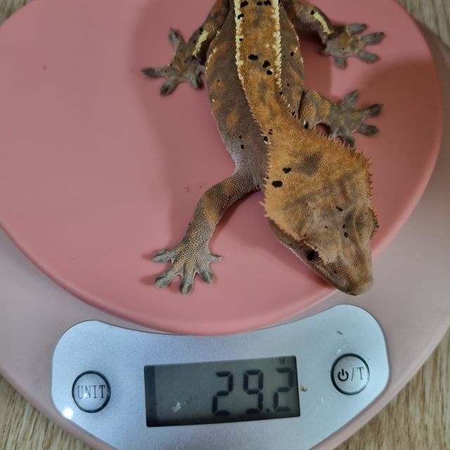 카푸치노