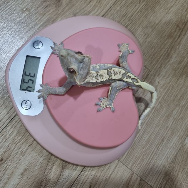 노멀