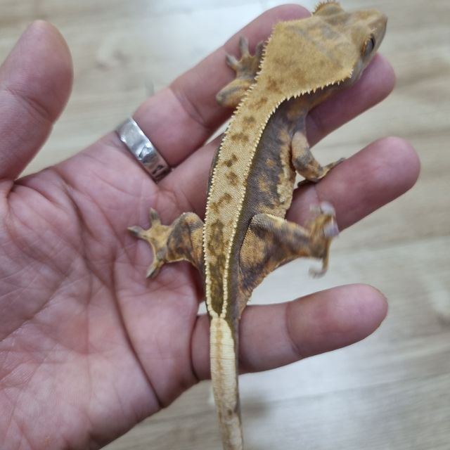 노멀