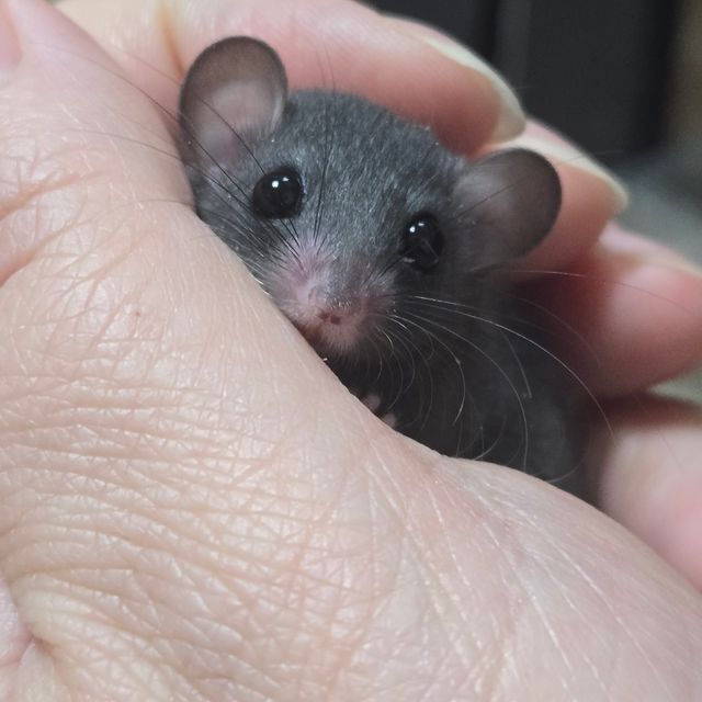 블랙