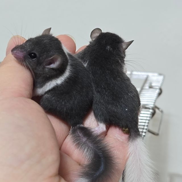 블랙 버크셔 블랙