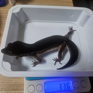 블랙나이트