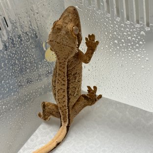 금곤