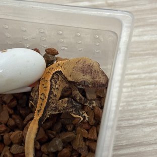금곤